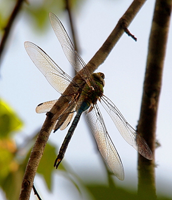 [Back side view of the two dragonflies. The Darner's wings are perpendicular to its body while the Dasher's wing's, which are about one third the size of the Darner's, point downward. ]